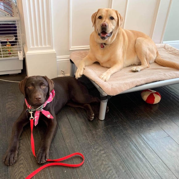 Meet Kona & Romeo! 💗 - Picture 11 of 12